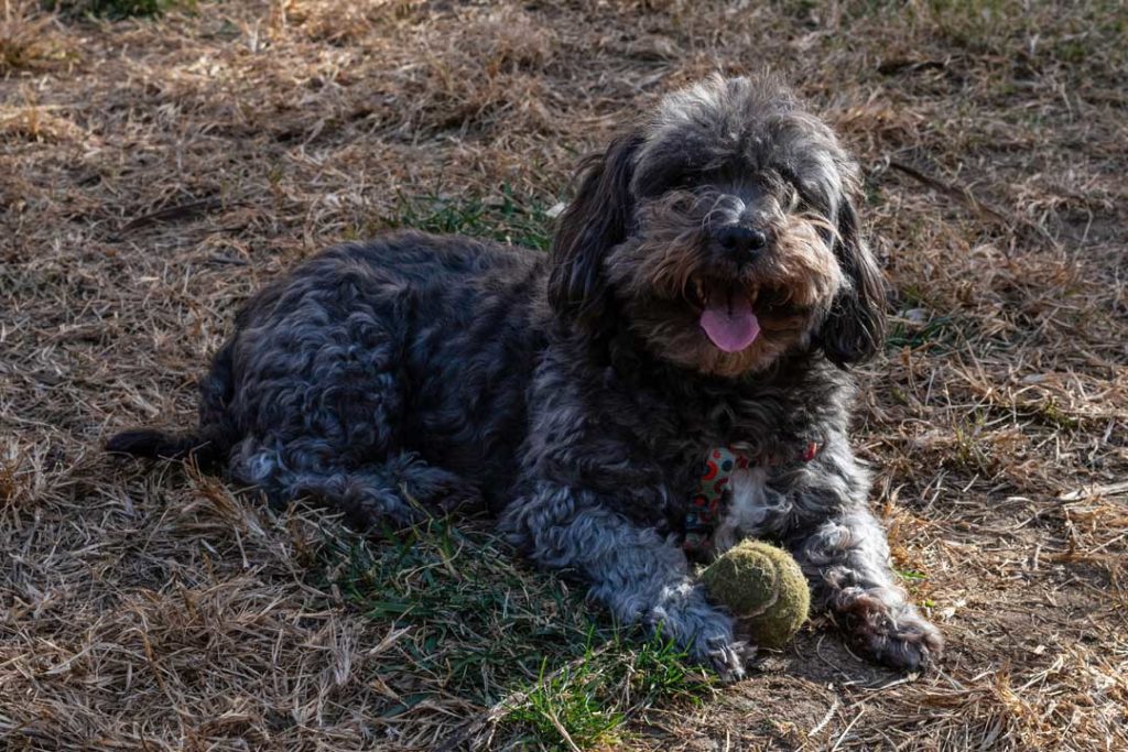 Smiling Shaggy Dog Lying On The Grass
